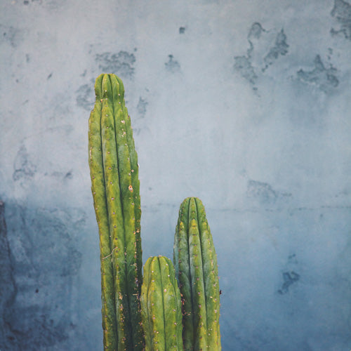 Catherine McDonald Cactus Family Portrait Shower Curtain