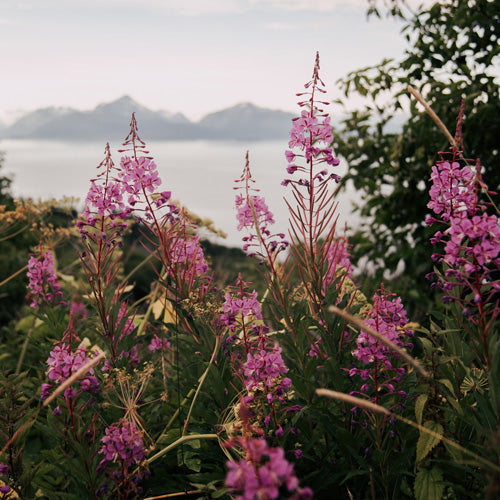 Hannah Kemp Fireweed Season Shower Curtain