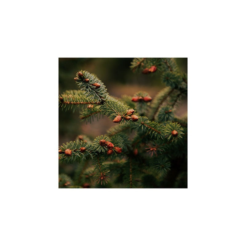 Hannah Kemp Spruce Tips Art Print