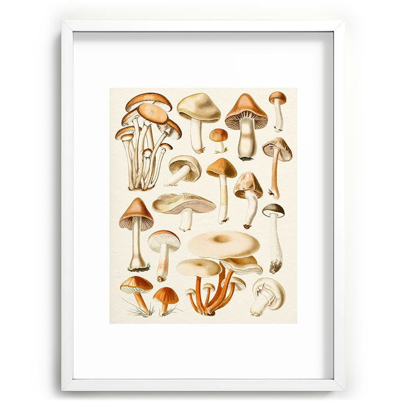 Gal Design Mushrooms Collection Recessed Framing Rectangle