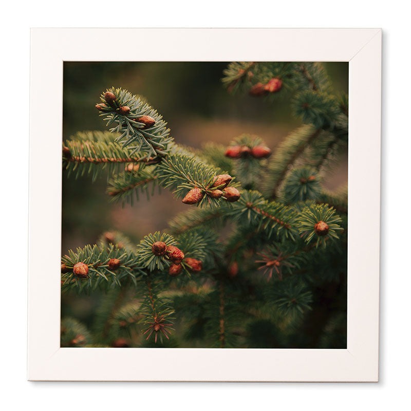 Hannah Kemp Spruce Tips Framed Wall Art