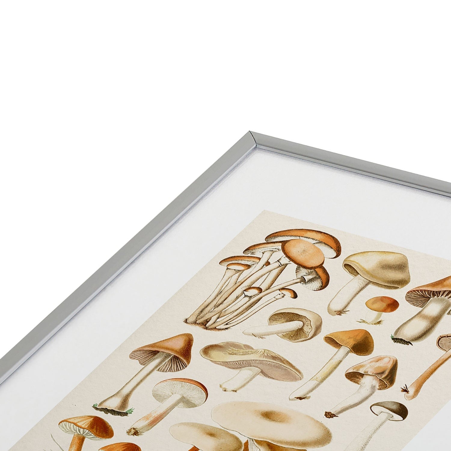 Gal Design Mushrooms Collection Metal Framed Art Print