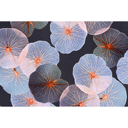 83 Oranges Translucence Wall Mural