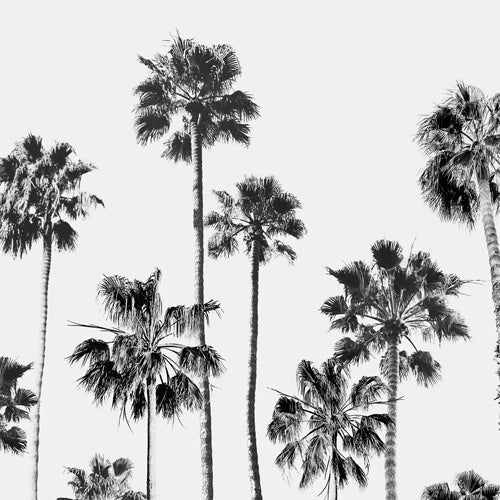 Gal Design Black And White Palms Wall Mural