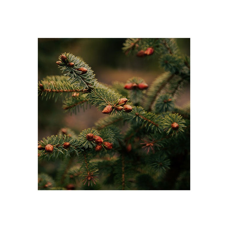 Hannah Kemp Spruce Tips Art Print