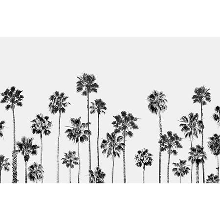 Gal Design Black And White Palms Wall Mural