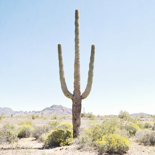 Bree Madden Lone Cactus Shower Curtain