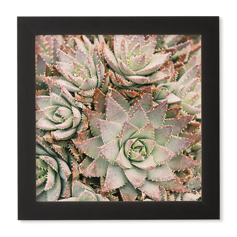 Bree Madden Succulent Framed Wall Art