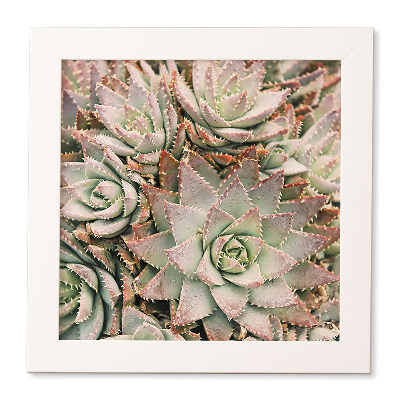 Bree Madden Succulent Framed Wall Art