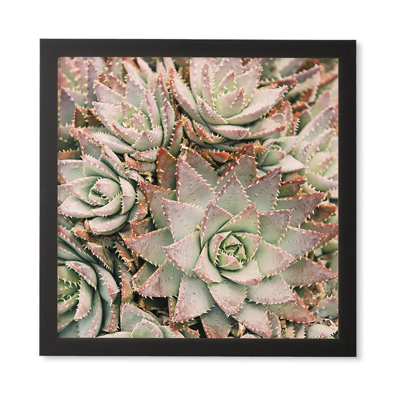 Bree Madden Succulent Framed Wall Art