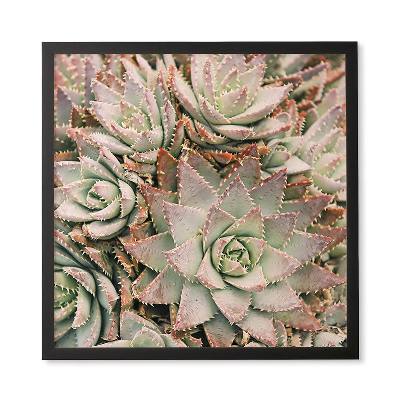 Bree Madden Succulent Framed Wall Art