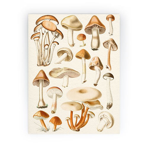 Gal Design Mushrooms Collection Mini Art Print