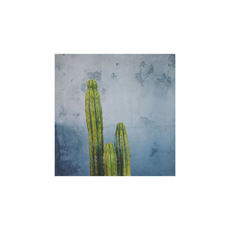 Catherine McDonald Cactus Family Portrait Art Print