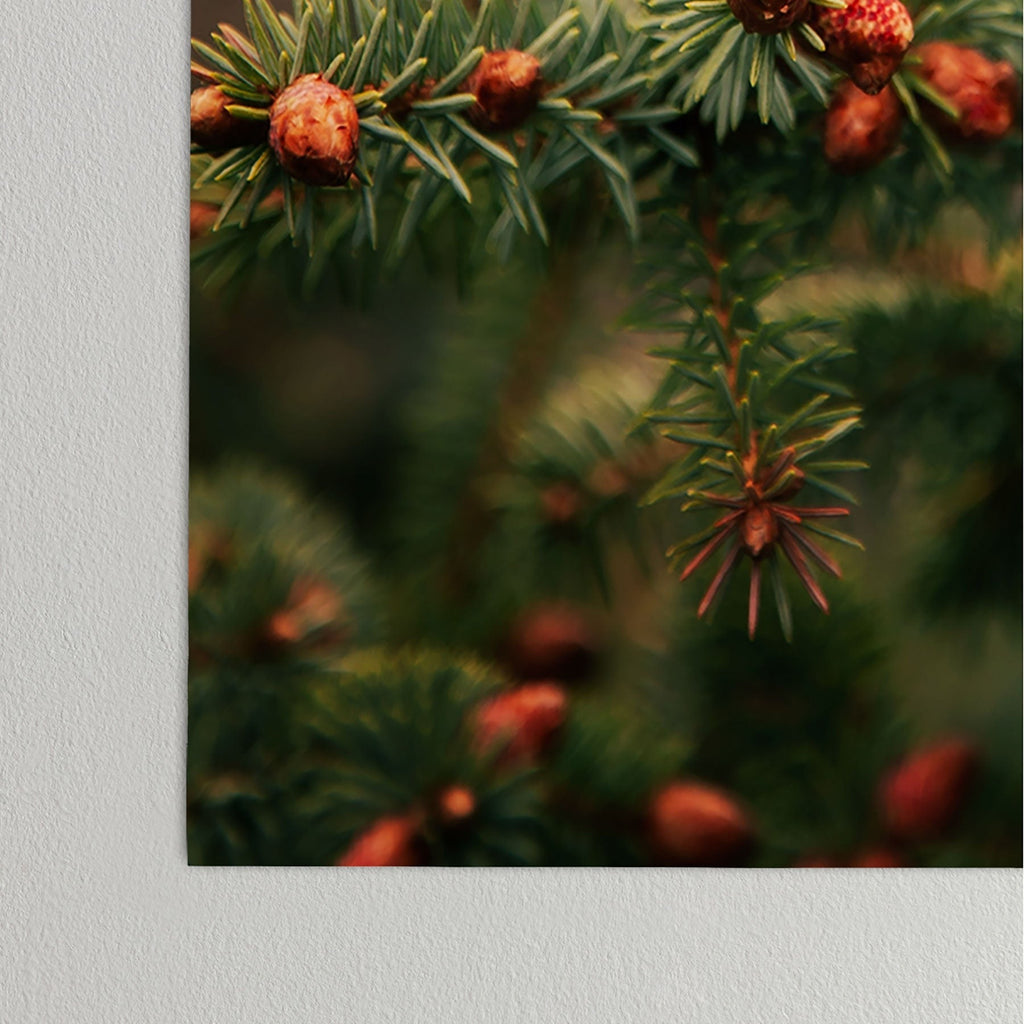 Hannah Kemp Spruce Tips Poster