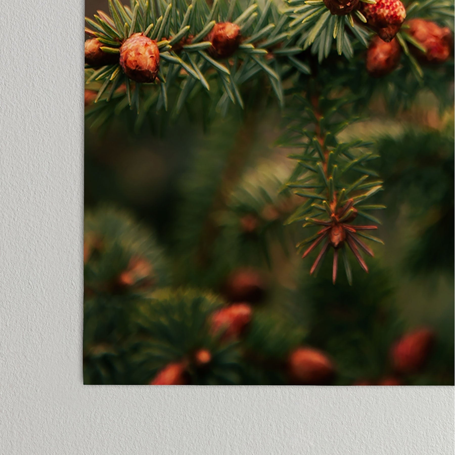 Hannah Kemp Spruce Tips Poster