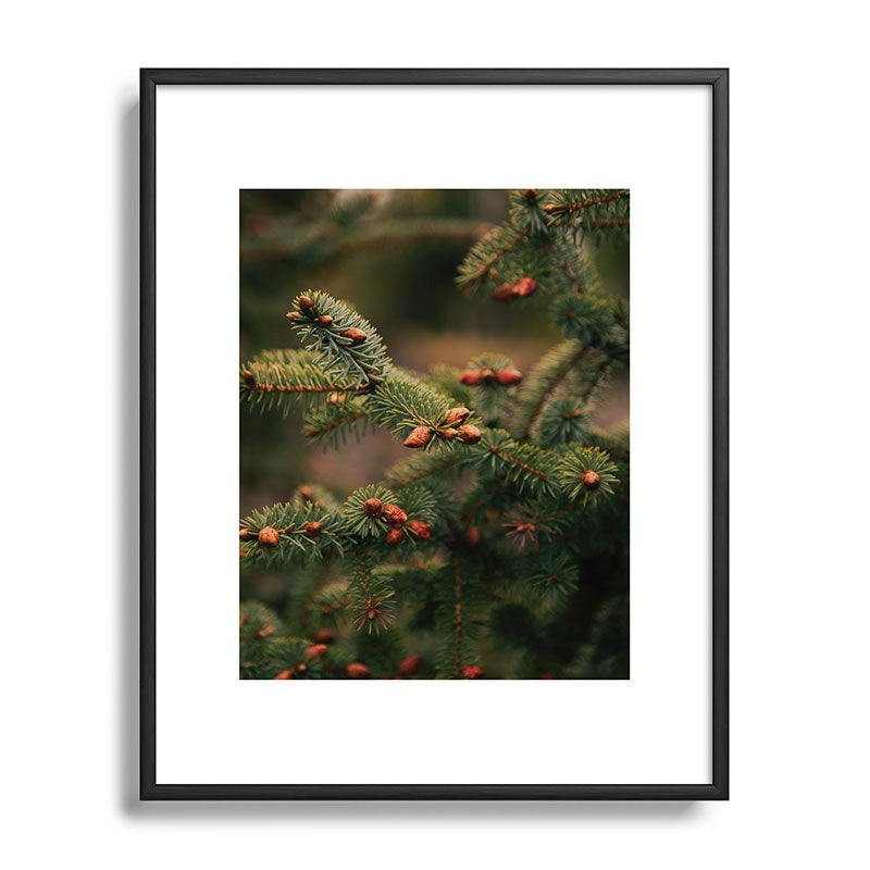 Hannah Kemp Spruce Tips Metal Framed Art Print