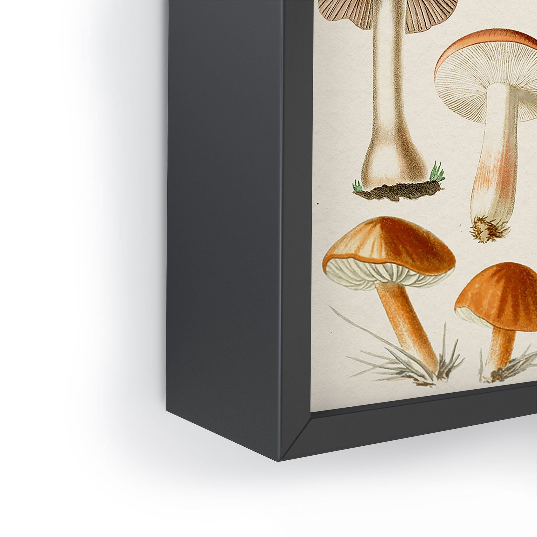 Gal Design Mushrooms Collection Framed Mini Art Print