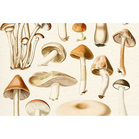 Gal Design Mushrooms Collection Wall Mural