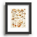 Gal Design Mushrooms Collection Recessed Framing Rectangle