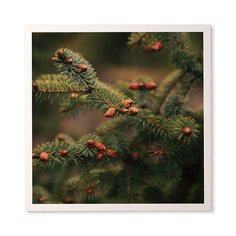 Hannah Kemp Spruce Tips Framed Wall Art