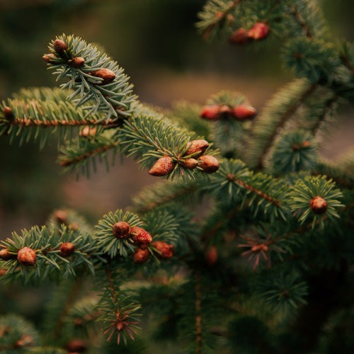 Hannah Kemp Spruce Tips Shower Curtain