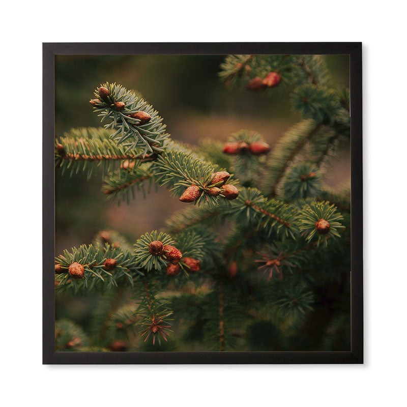 Hannah Kemp Spruce Tips Framed Wall Art