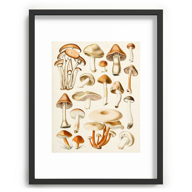Gal Design Mushrooms Collection Recessed Framing Rectangle