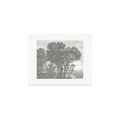 HMCraig Beaux Arbres Beautiful Trees Art Print