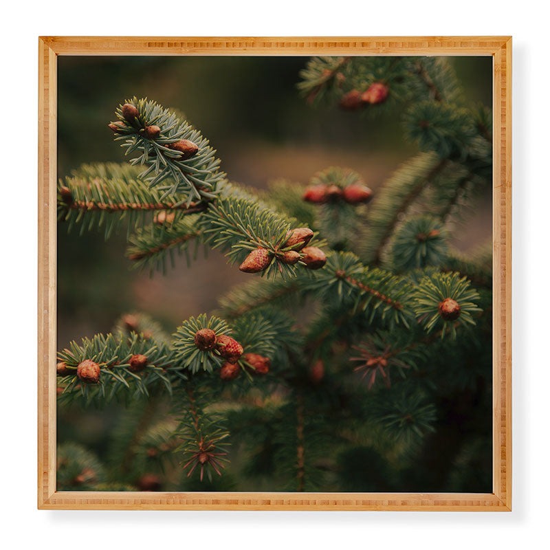 Hannah Kemp Spruce Tips Framed Wall Art
