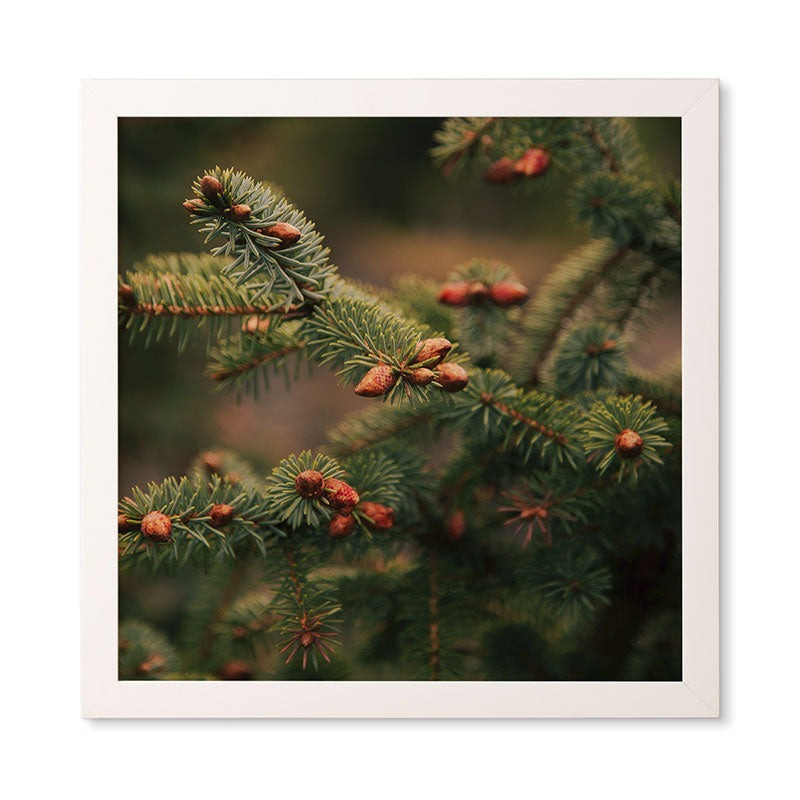 Hannah Kemp Spruce Tips Framed Wall Art