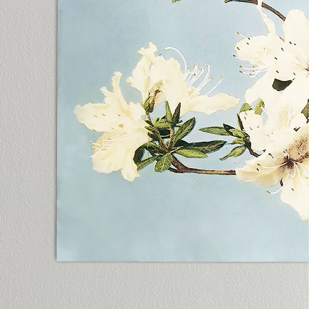 kazegami Japanese Azaleas Poster