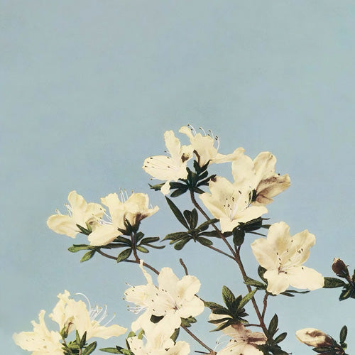 kazegami Japanese Azaleas Shower Curtain