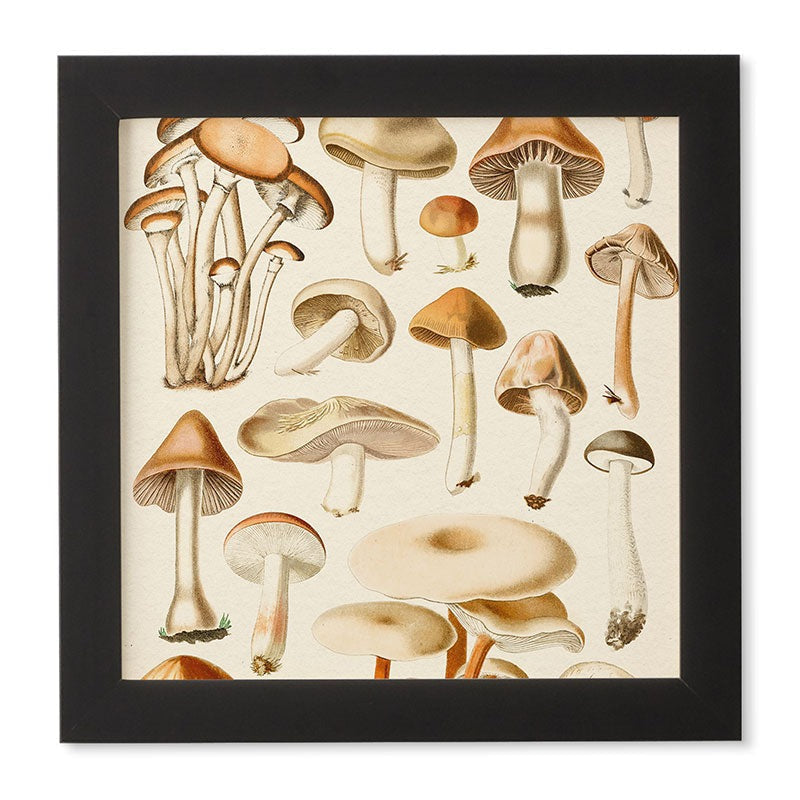 Gal Design Mushrooms Collection Framed Wall Art