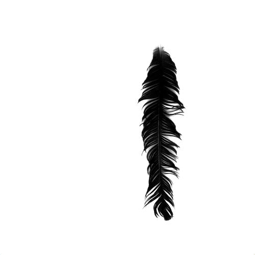 Krista Glavich Black Feather Shower Curtain