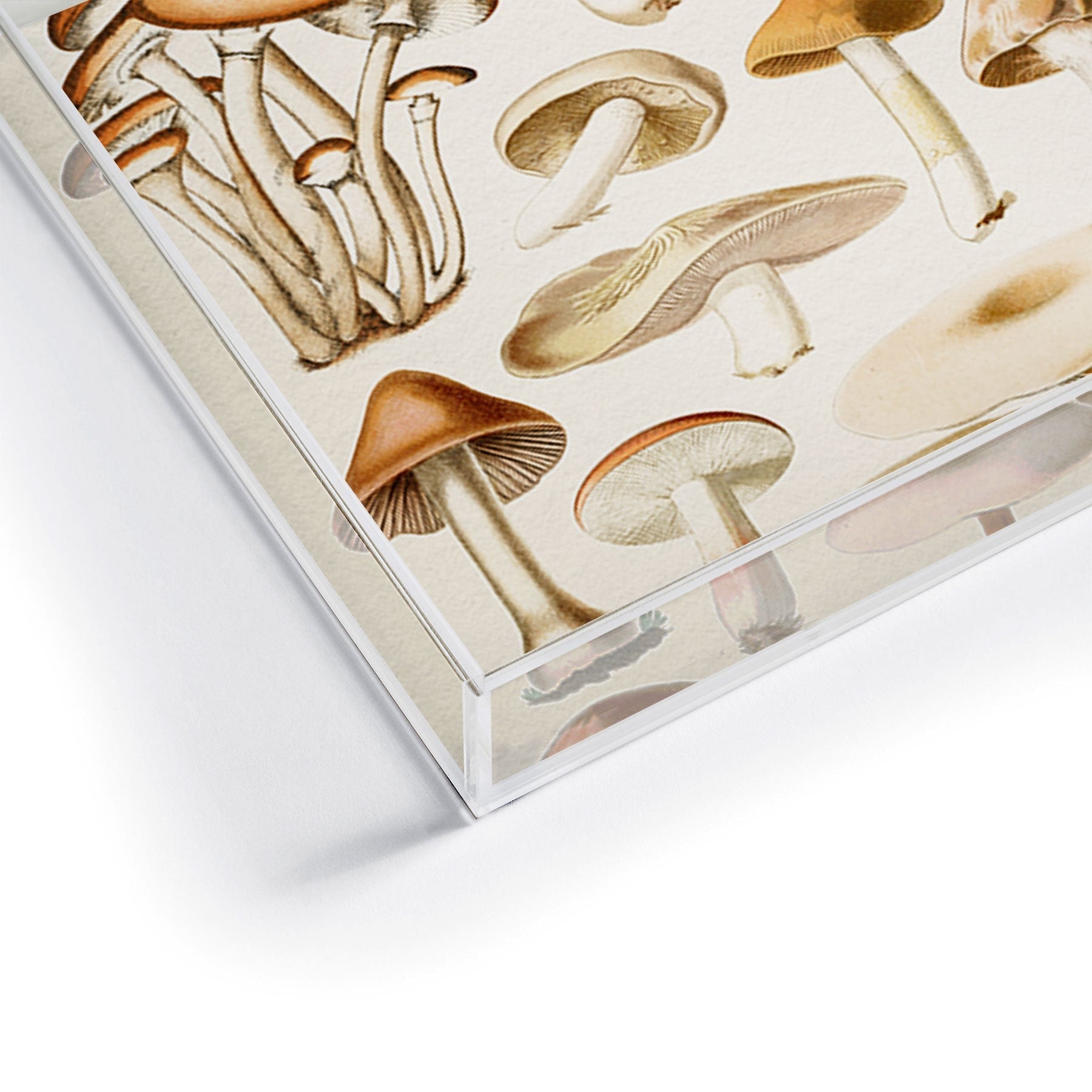 Gal Design Mushrooms Collection Acrylic Tray