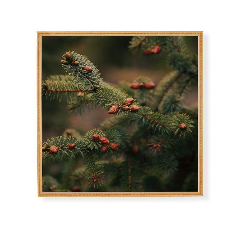 Hannah Kemp Spruce Tips Framed Wall Art