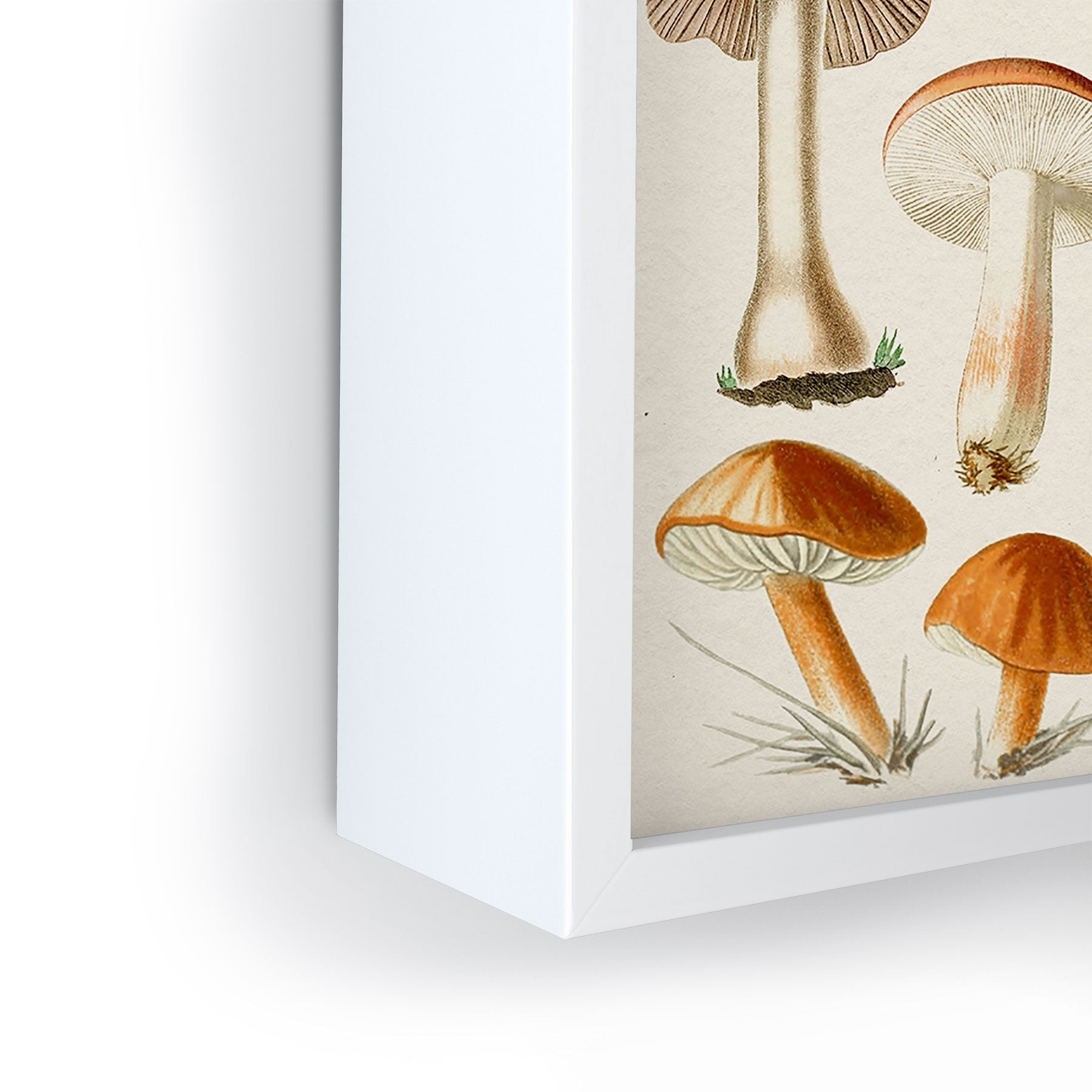 Gal Design Mushrooms Collection Framed Mini Art Print