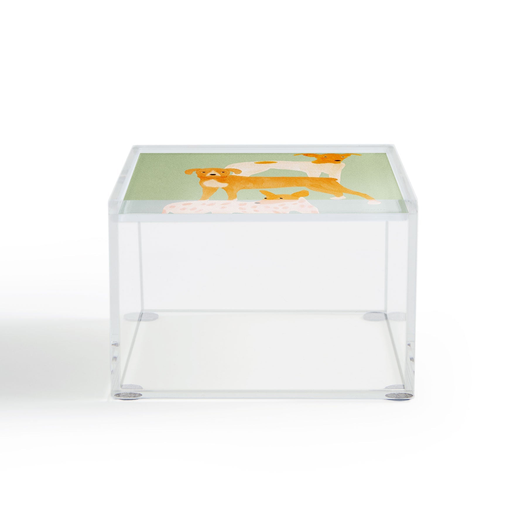 norarikka Three Dogs Lined Up Acrylic Box