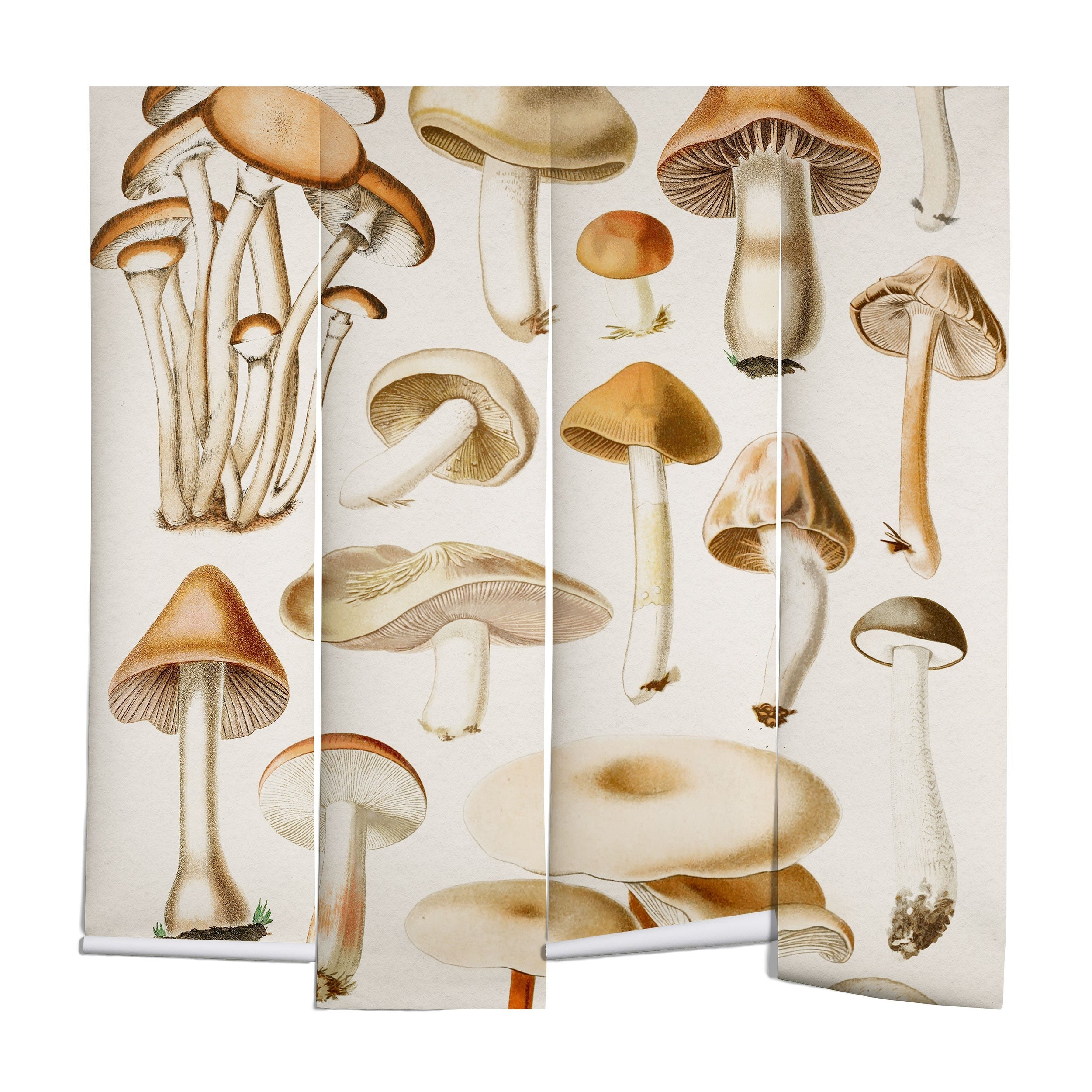 Gal Design Mushrooms Collection Wall Mural