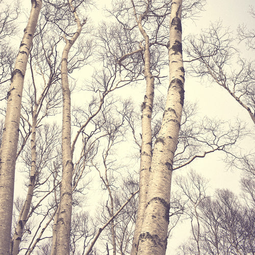 Olivia St Claire Winter Birch Trees Shower Curtain