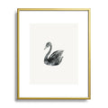 Pink Water Elegant black white swan Metal Framed Art Print
