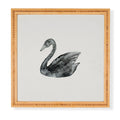 Pink Water Elegant black white swan Framed Wall Art