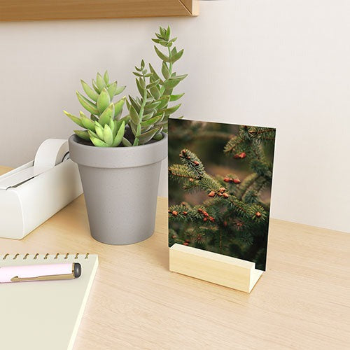 Hannah Kemp Spruce Tips Mini Art Print