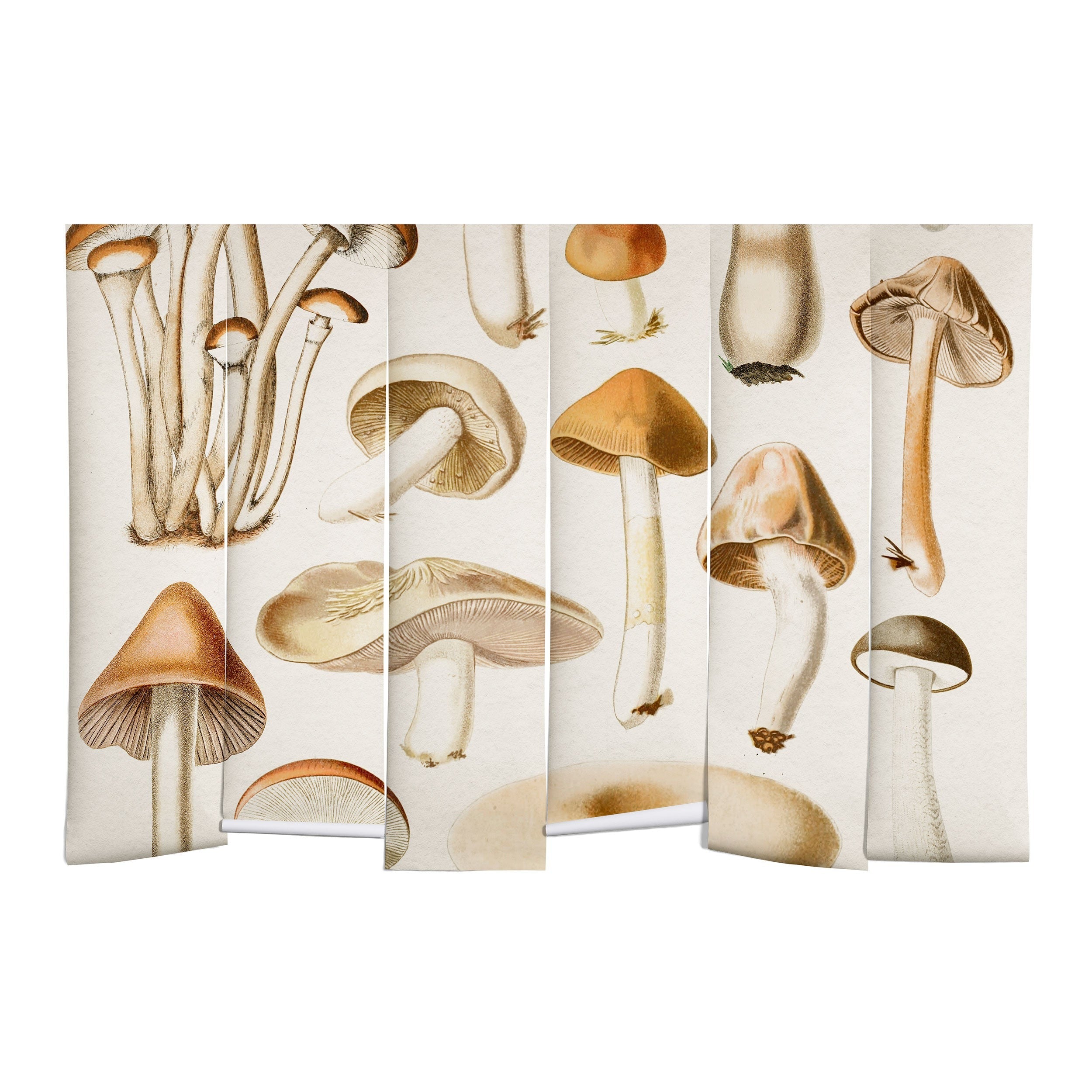 Gal Design Mushrooms Collection Wall Mural