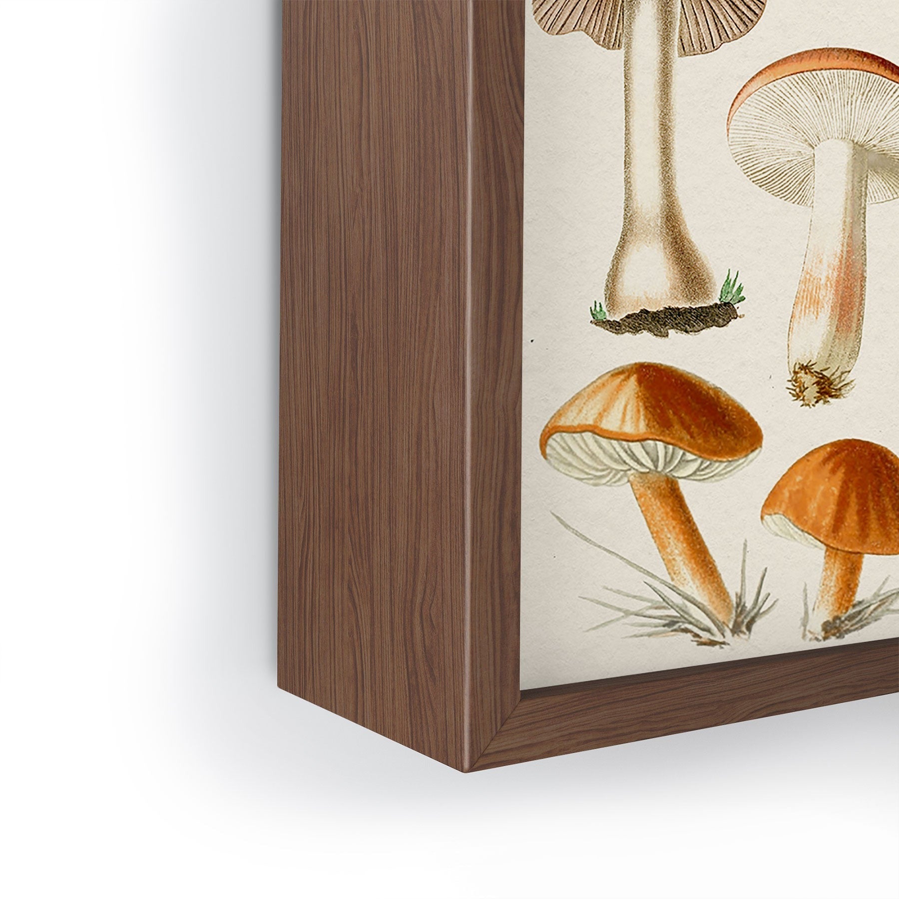 Gal Design Mushrooms Collection Framed Mini Art Print