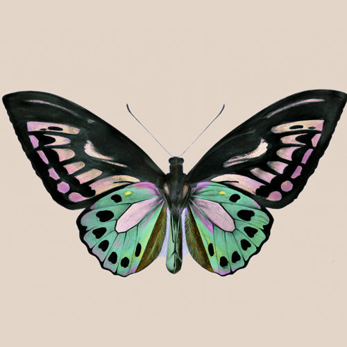 Sisi and Seb Funky Butterfly Shower Curtain