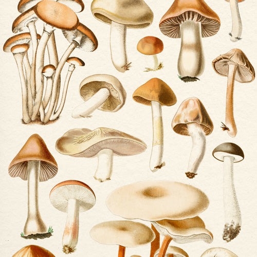 Gal Design Mushrooms Collection Wall Mural