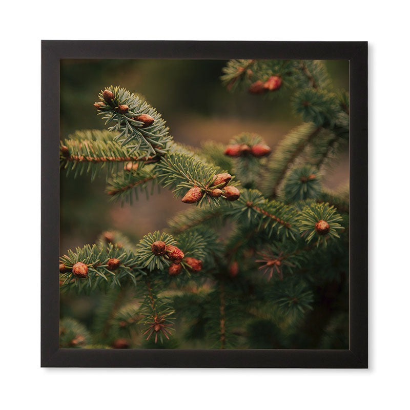 Hannah Kemp Spruce Tips Framed Wall Art