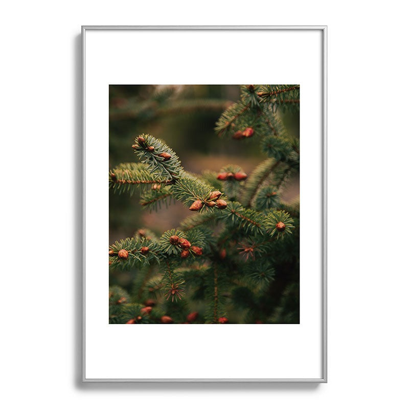 Hannah Kemp Spruce Tips Metal Framed Art Print