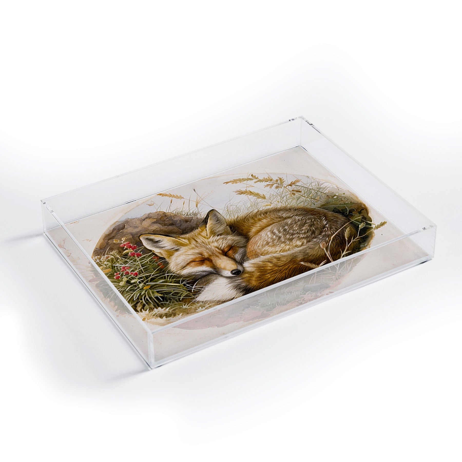 trajeado14 Fox Sleeping Vintage Illustration Acrylic Tray